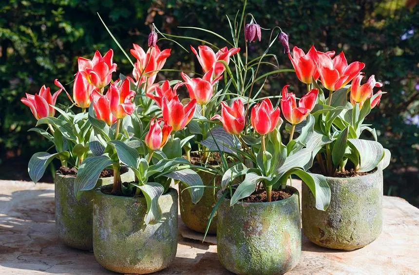 Fully bloomed tulips