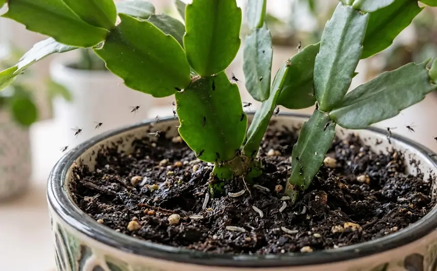 FungusGnats on zygocactus
