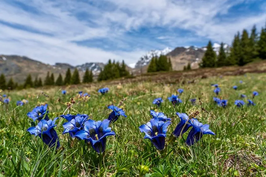 Gentian