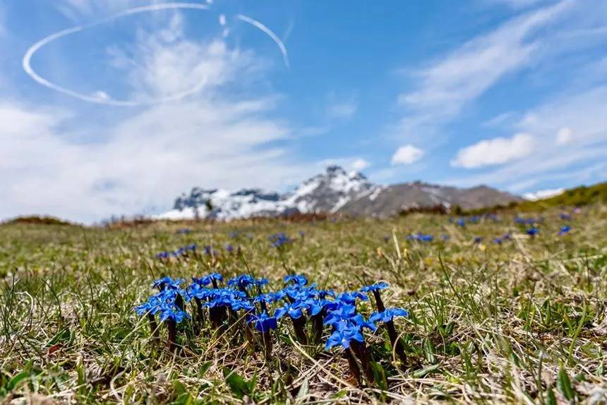 Gentian