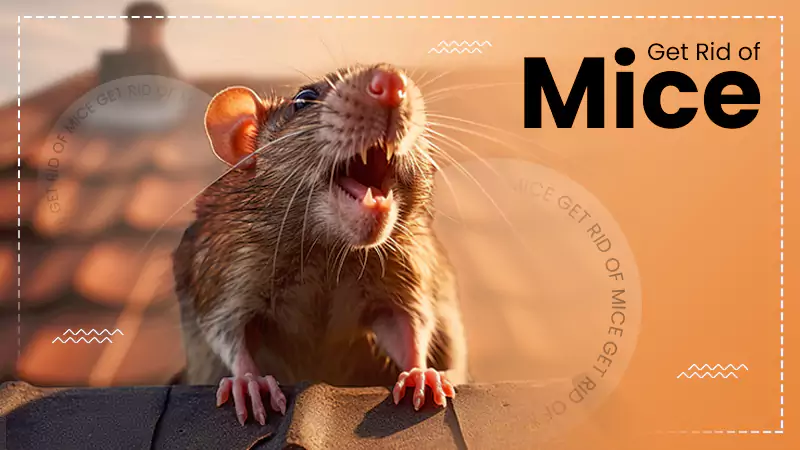 Get Rid of Mice