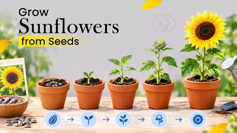 Grow Sunflowers from Seeds