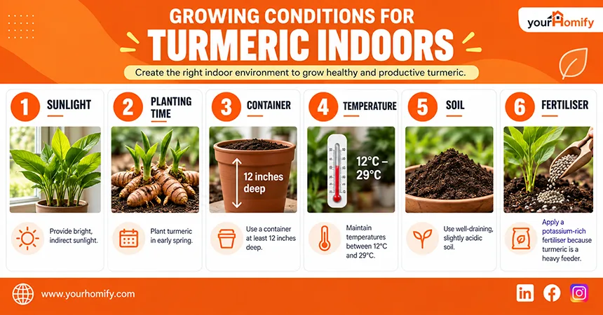 Growing Conditions to Grow Turmeric Indoors