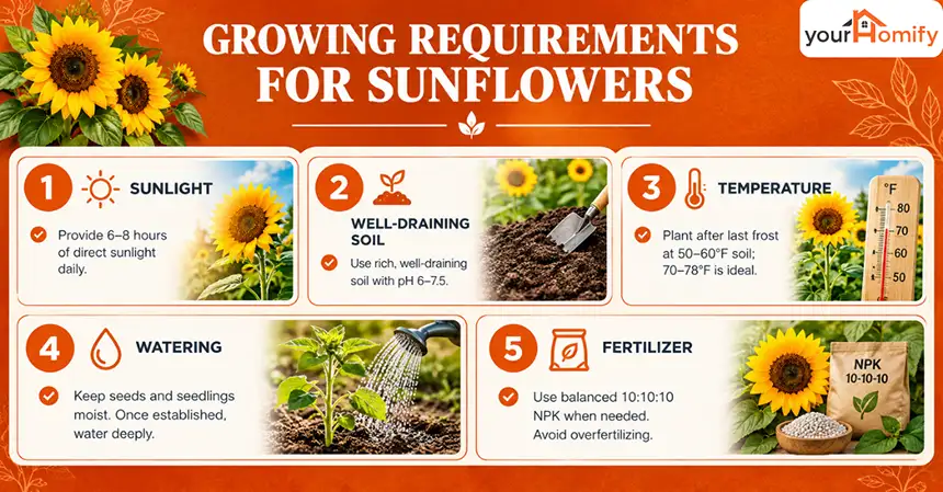 Growing Requirements for Sunflowers