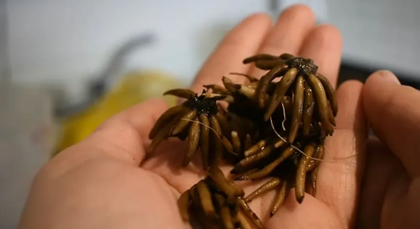 Hair-like strands in Ranunculus corms