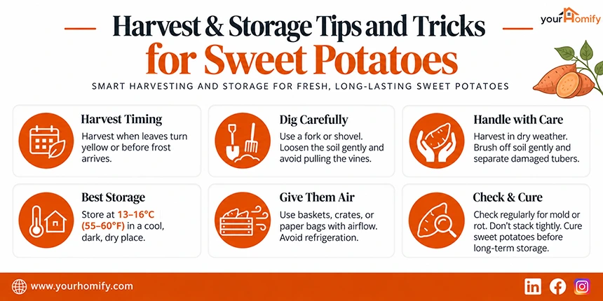 Harvest and Storing Tips and Tricks for Sweet Potatoes