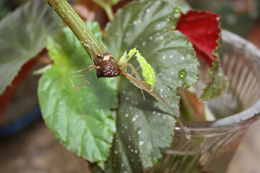 Healthy Dragon Wing Stem