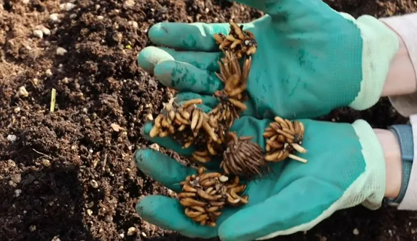 Healthy ranunculus corms