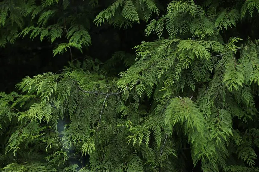 Hinoki