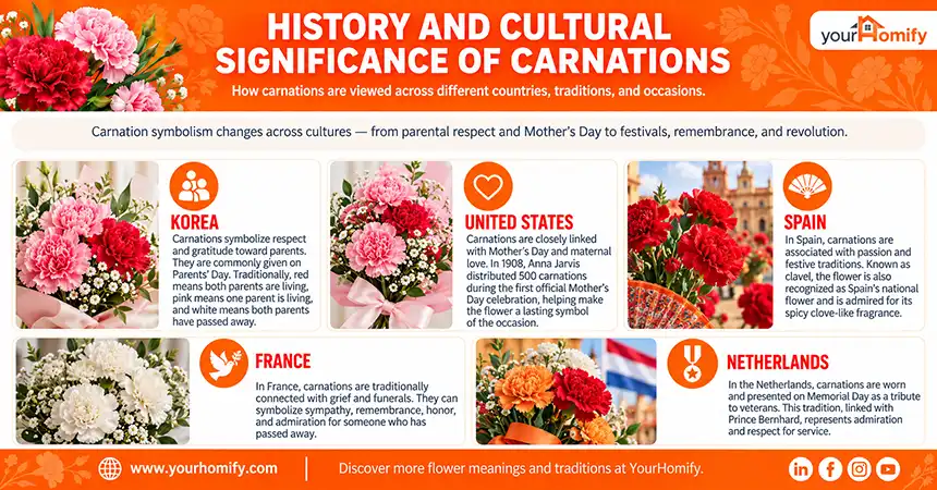 History and Cultural Significance of Carnations