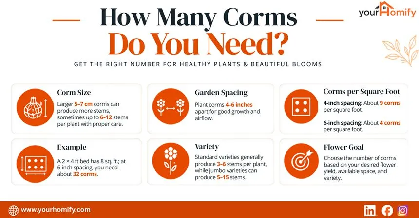 How Many Corms Do You Need