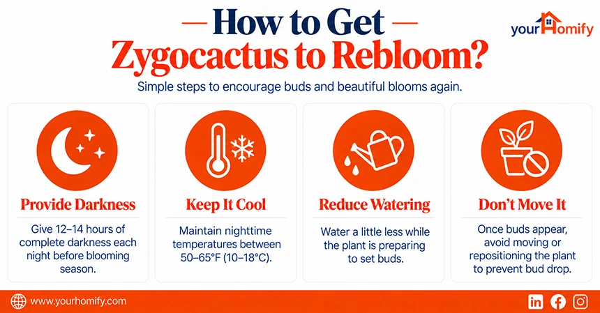 How to Get Zygocactus to Rebloom