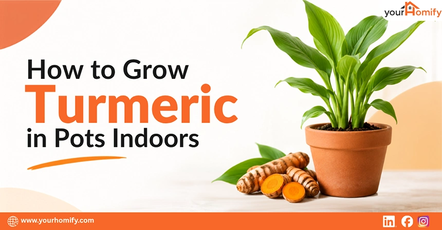 How to Grow Turmeric in Pots Indoors