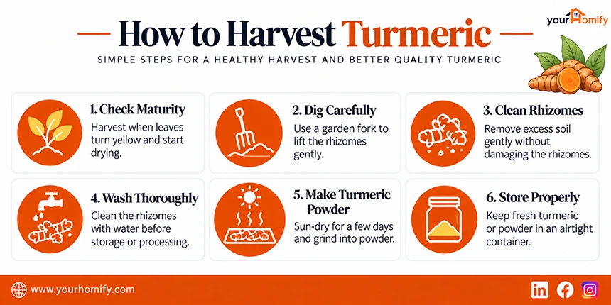 How to Harvest the Turmeric Plant