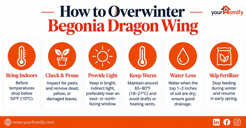 How to Overwinter Begonia Dragon Wing