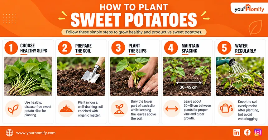 How to Plant Sweet Potatoes