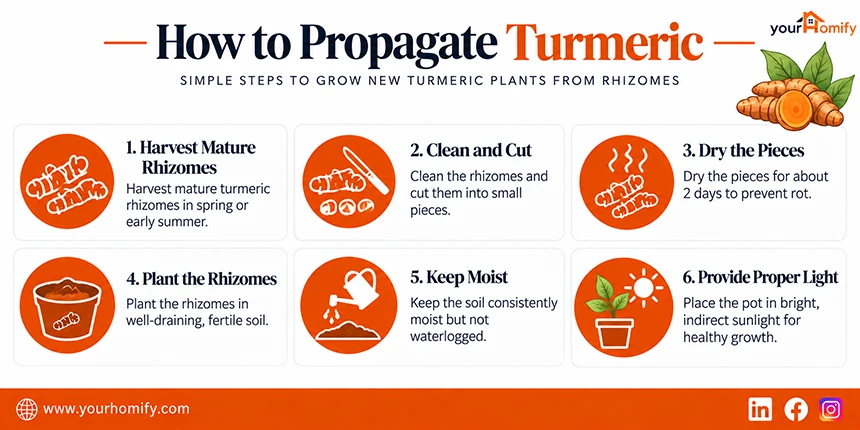 How to Propagate the Turmeric Plant