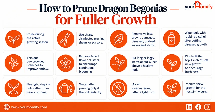 How to Prune Dragon Begonias for Fuller Growth