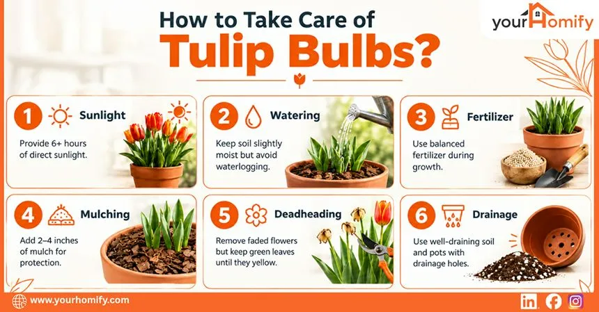 How to take Care of Tulip bulbs