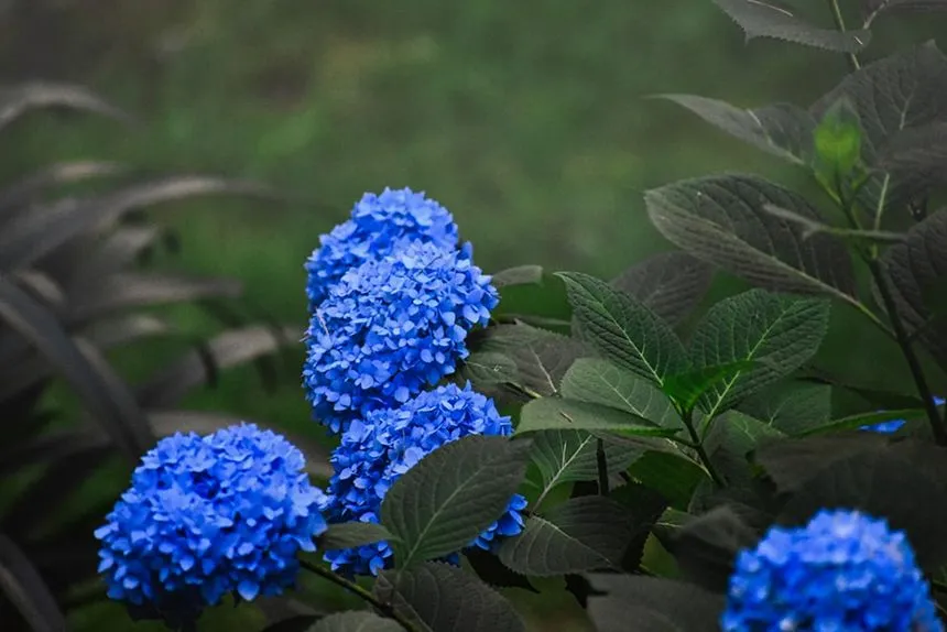 Hydrangea