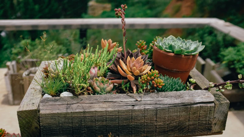 Decorative dish garden with small green plants
