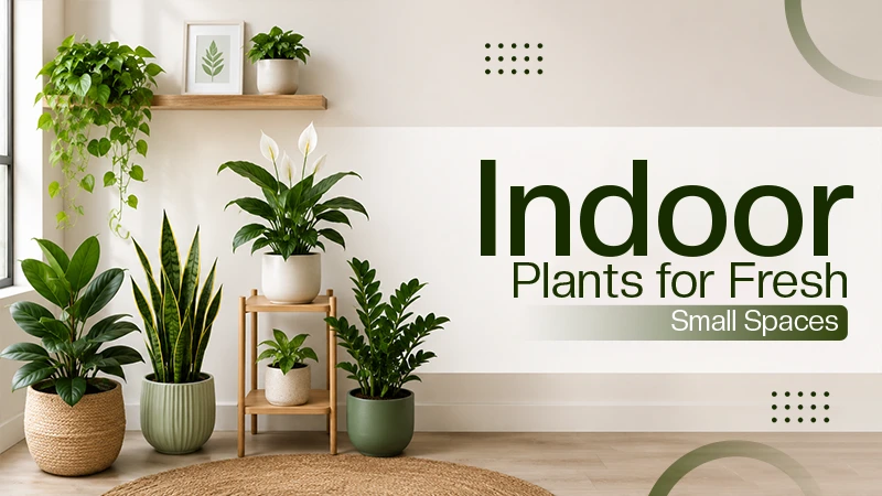 Indoor Plants for Fresh Small Spaces