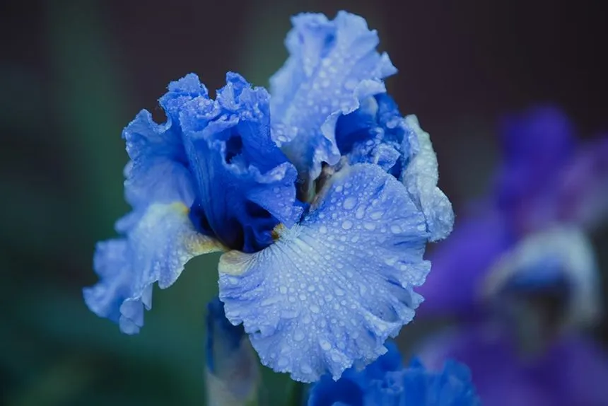 Iris