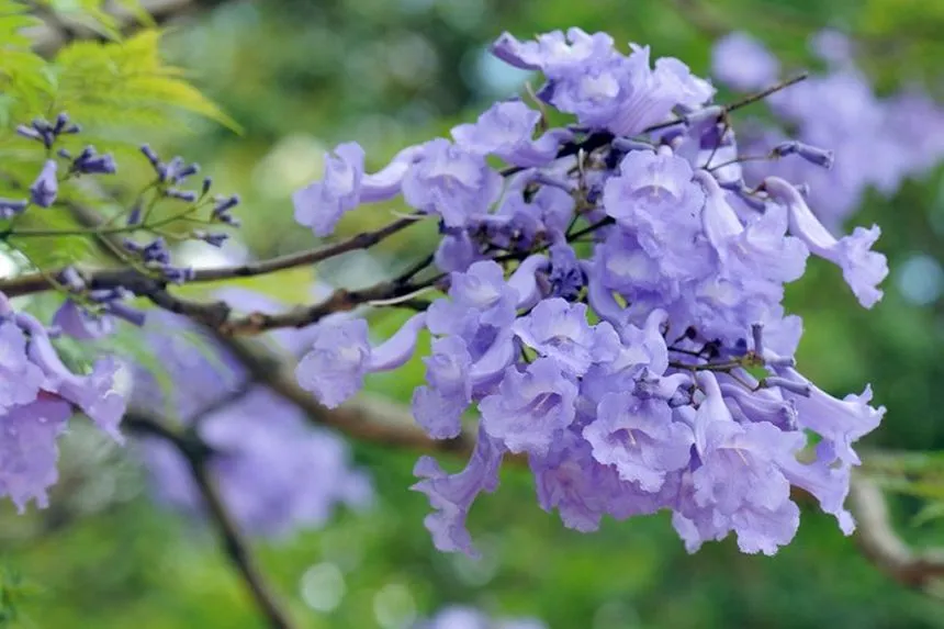 Jacaranda