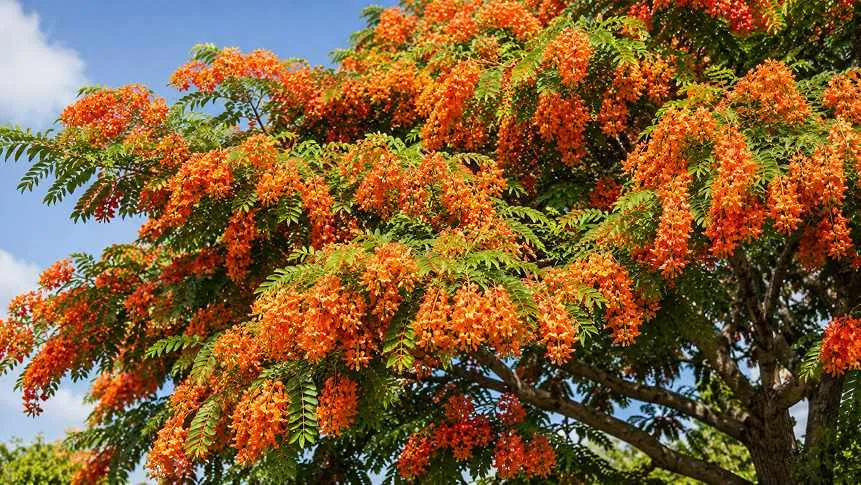 Jamaican rain tree