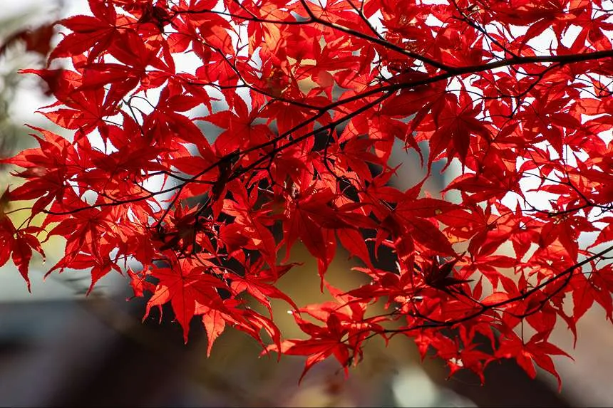 Japanese Maple