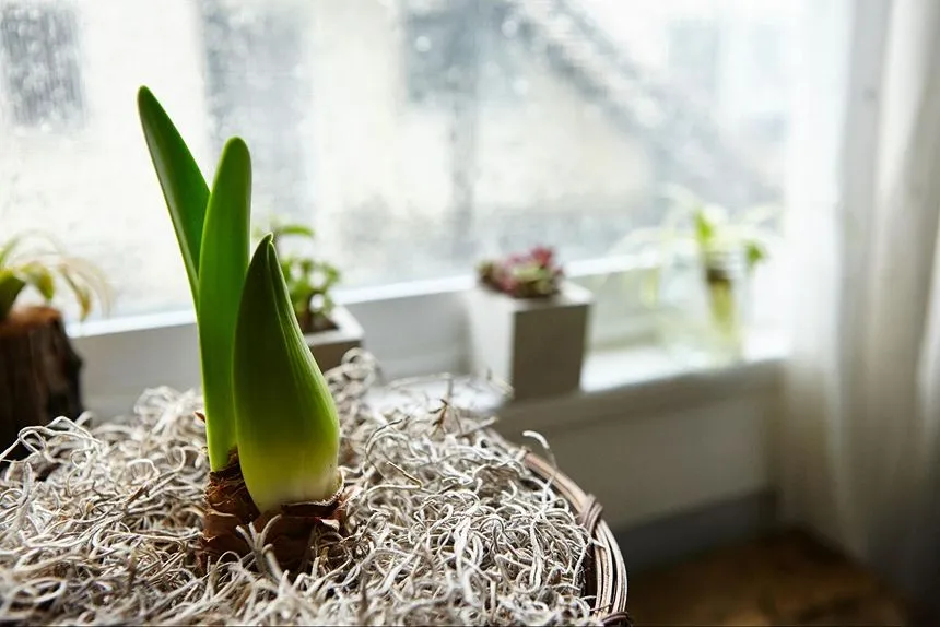 Keep the bulbs indoors during freezing temperatures until they are ready to bloom.