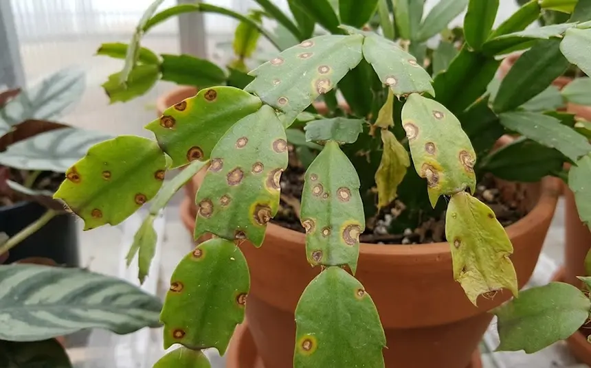 Leaf Spot in zygocactus plants