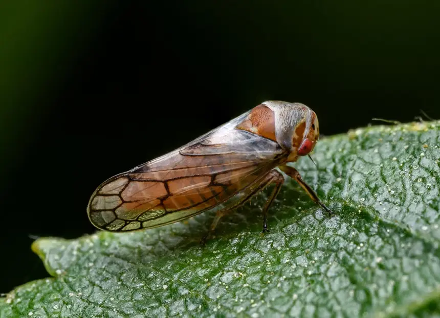 Leafhopper