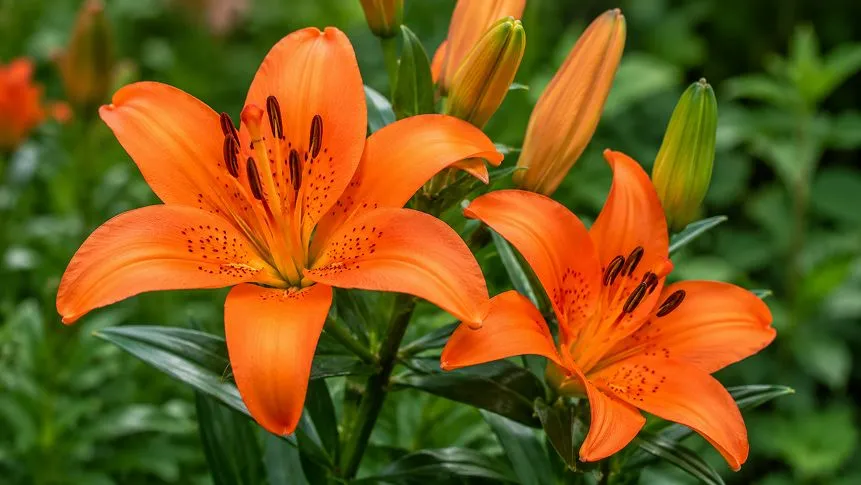Lilies
