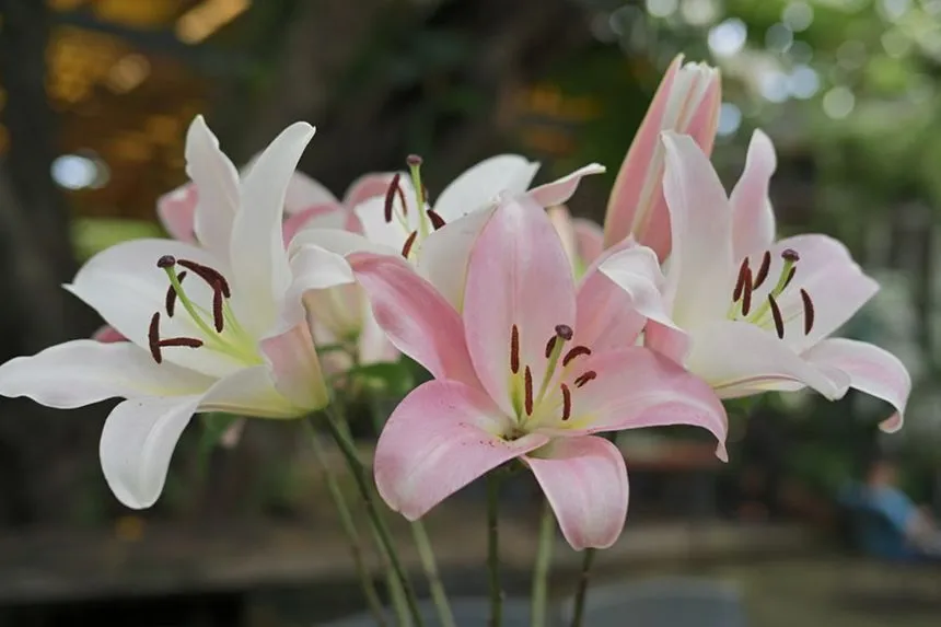 Lily