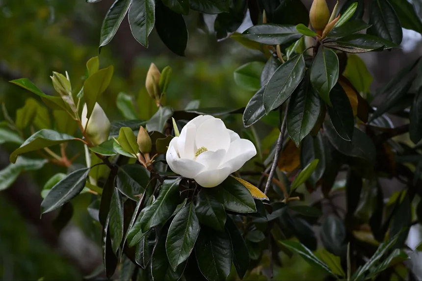 Louisiana State Flower