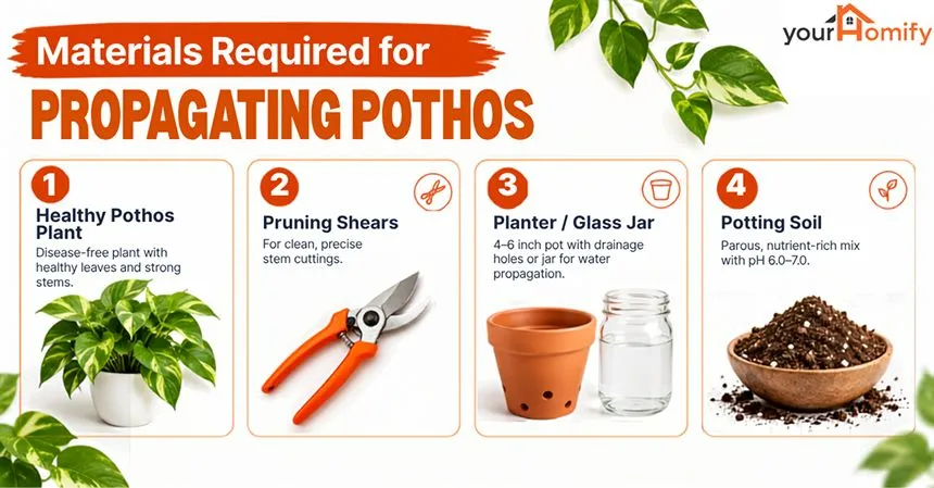 Materials Required For Propagating Pothos