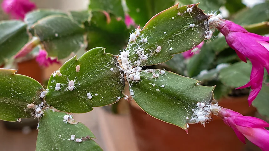 Mealybugs on zygocactus plant