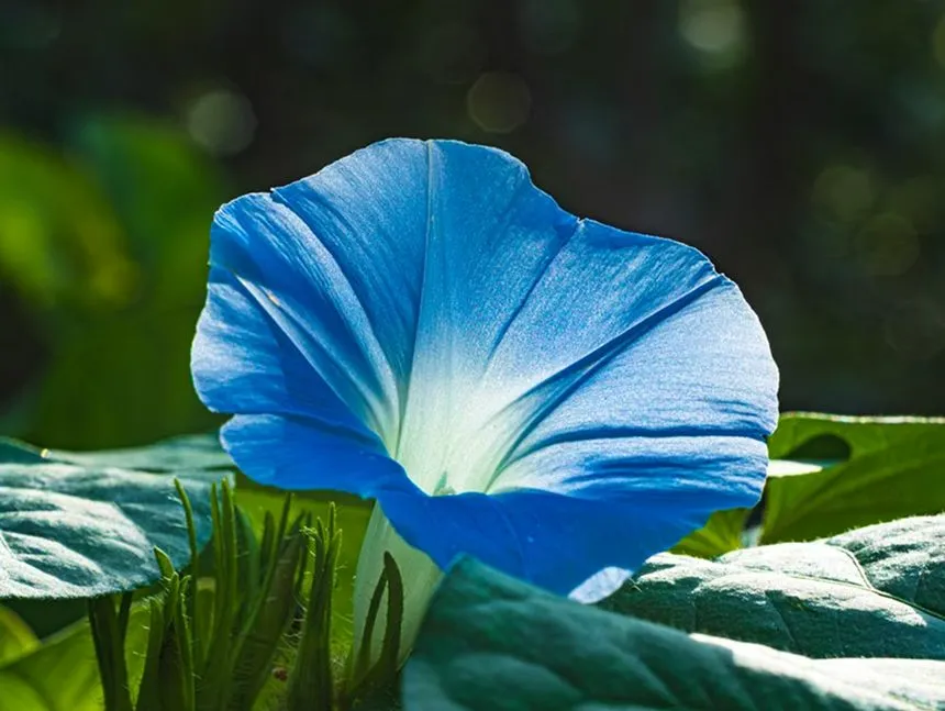 Morning Glory