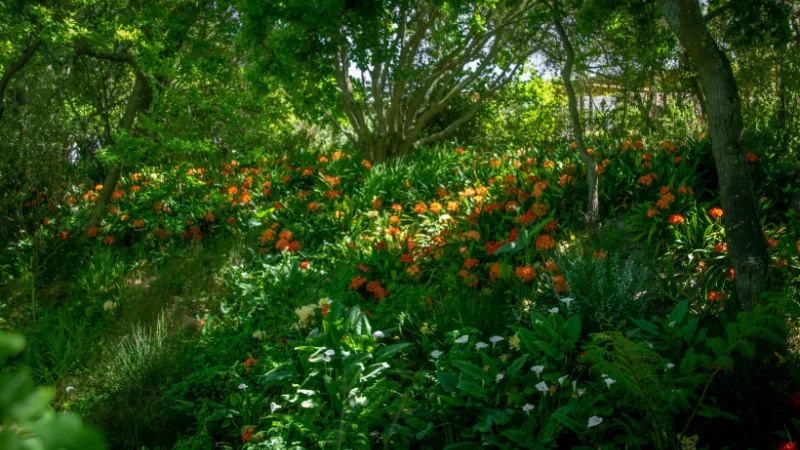 Natural garden with stone pathway and plants