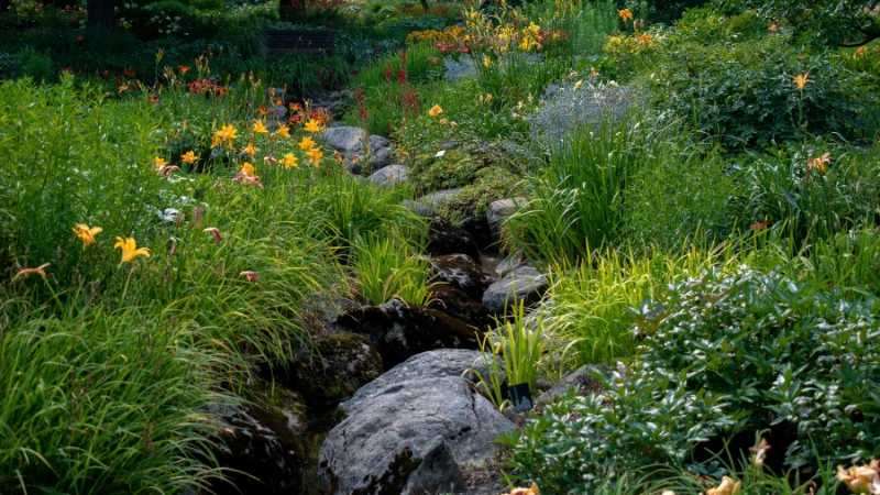 Natural garden with native plants and greenery