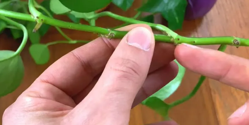 Node in pothos plant