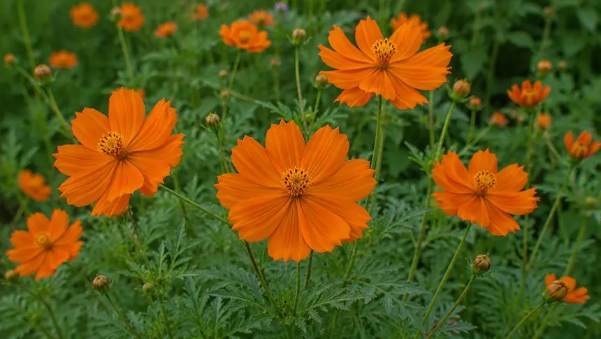 Orange Cosmos