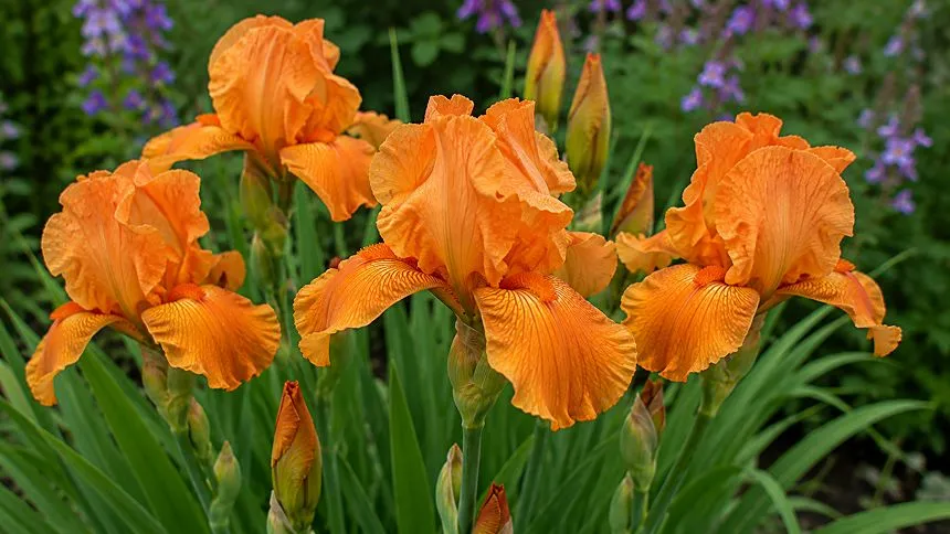 Orange Iris