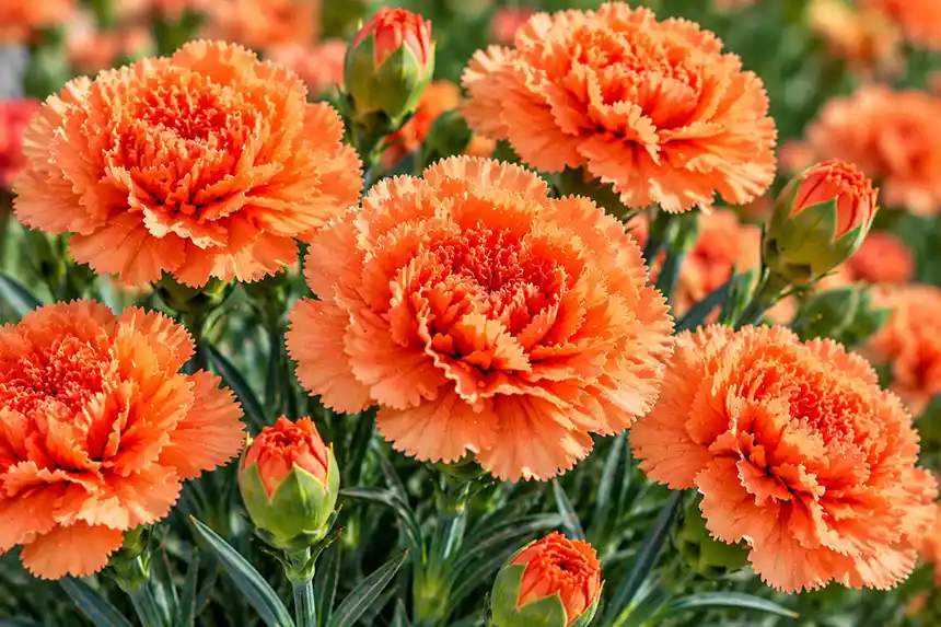 Orange carnation