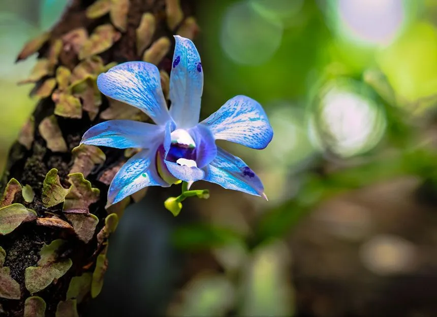 Orchid