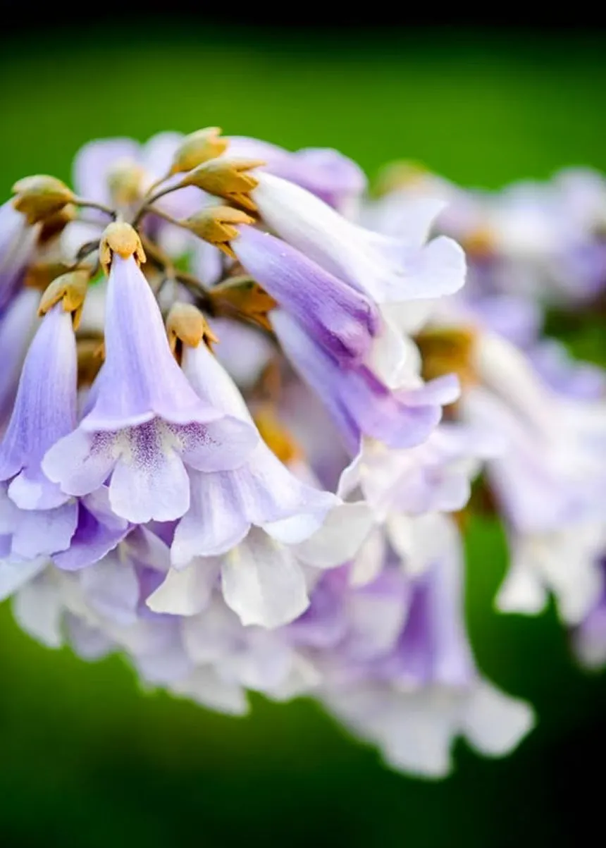 Paulownia