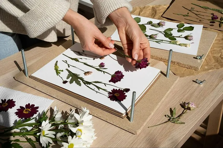 Peeling off the pressed flowers from a wooden press.