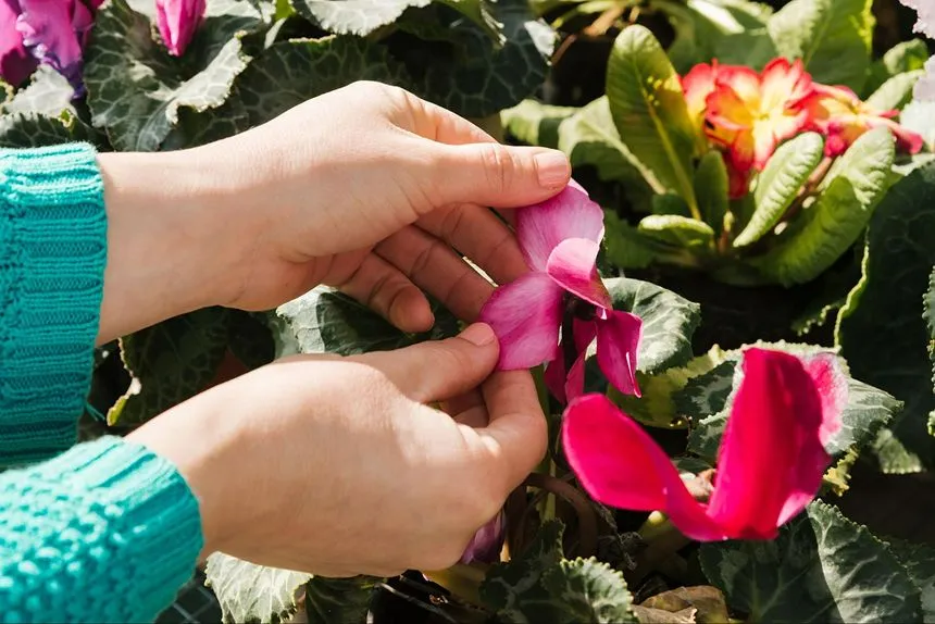 Picking fresh flowers with thin petals for pressing.