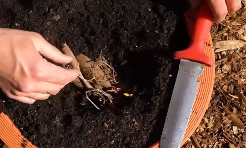 Placing dahlia tubers